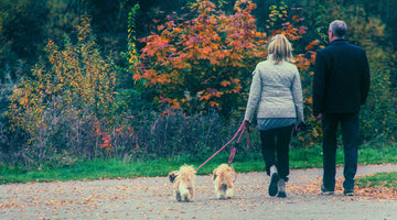Couple walking in the park with their two dogs