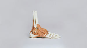 Model of a foot's muscles and bones