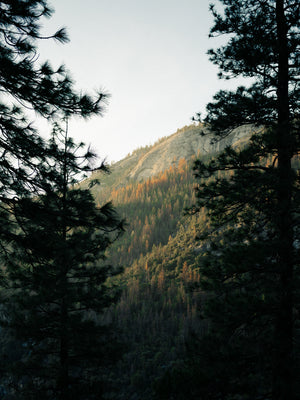 Mountain trees
